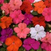 Eden Brothers Impatiens Seeds - Beacon Mix