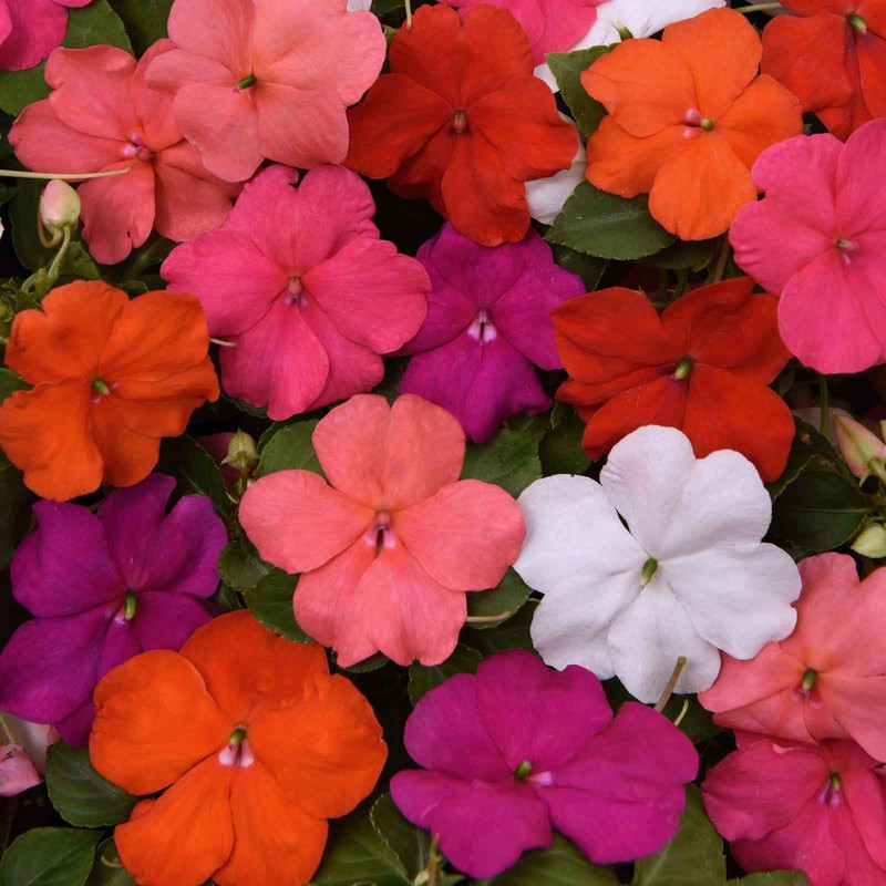 Eden Brothers Impatiens Seeds - Beacon Mix