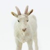 Safari Ltd. Nanny Goat Figurine - Lifelike 3.25" Model Figure