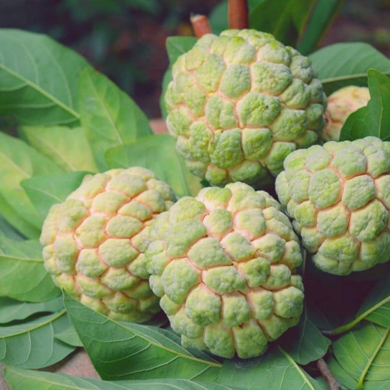 Sugar Apple SẸẸDS - 20+ - Custard Apple (Sweetsop) -
