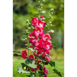 400 Hollyhock Flower Seeds – Non-GMO, Heirloom, Premium Quality – HOA Mãn Đình Hồng – Alcea Rosea – Cottage Garden Favorite – Tall Colorful Blooms – Perfect for Borders & Backyard Landscaping