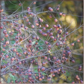 Wise Oak Design American Persimmon | 6-100 Organic Seeds | Diospyros Virginiana | US Fruit - 50 Seeds