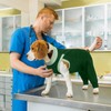 LeLePet Dog Surgery Recovery Suit, Pet Medical Shirt After Surgery