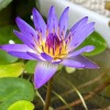 4 Pack Live Hardy Water Lilies Pre-Grown Tuber Rhizome Red,