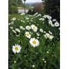 Leucanthemum X Superbum 'Becky' (Shasta Daisy) Perennial, white flowers, 1