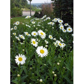 Leucanthemum X Superbum 'Becky' (Shasta Daisy) Perennial, white flowers, 1 - Size Container