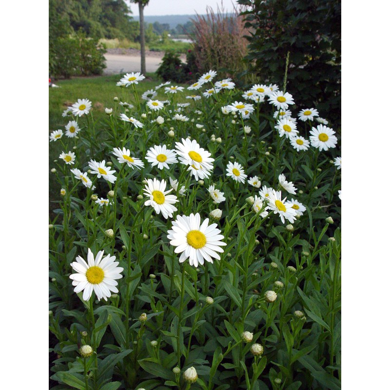 Leucanthemum X Superbum 'Becky' (Shasta Daisy) Perennial, white flowers, 1