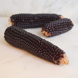 Dakota Black Popcorn - 4oz Bulk (~800 Seeds) - Heirloom & Open-Pollinated Variety, USA-Grown, Non-GMO Corn Seeds for Planting Outdoors in The Home Garden, Thresh Seed Company