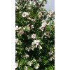 HIBISCUS ROSE OF SHARON. LIVE 32"+. 1 PLANT + 1