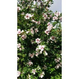 HIBISCUS ROSE OF SHARON. LIVE 32"+. 1 PLANT + 1 free. PERENNIAL MIXED COLORS
