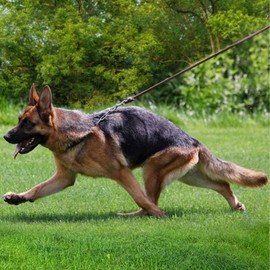 Leather Dog Leash, 5ft/6ft/8ft Braided Leather Leash for Dogs, Heavy Duty Dog Leashes with Rotating Clasp, Soft and Durable Leather Dog Training Leash for Large Medium Small Dogs (Brown, 5Ft x 1/2")