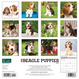 Just Beagle Puppies 2023 Wall Calendar