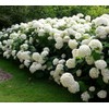 Annabelle Smooth Hydrangea arborescens - Live Plant - Quart Pot