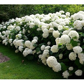 Annabelle Smooth Hydrangea arborescens - Live Plant - Quart Pot