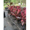 Cordyline Red Sister Live Plant, 3 Gallon Pot, 25-30 Inches