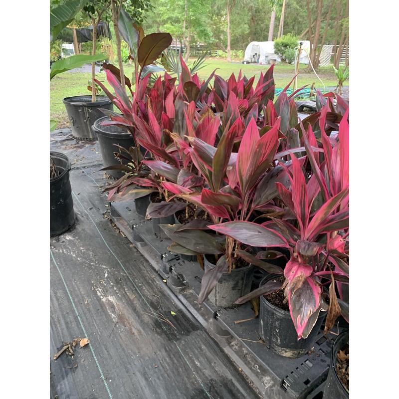 Cordyline Red Sister Live Plant, 3 Gallon Pot, 25-30 Inches