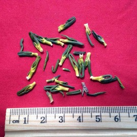 XYP Lianzixin Lian Zi Xin 莲子心 100Gram