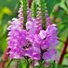 Little Seed Store 51+OBEDIENT PLANT Flower Seeds Native Wildflower Deer