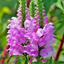Little Seed Store 51+OBEDIENT PLANT Flower Seeds Native Wildflower Deer Resistant Container Easy