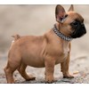 Serijoars Spiked Dog Collar Soft Pu Leather Mushrooms Rivet Spike