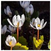 Everwilde Farms - 10 Bloodroot Native Wildflower Seeds - Gold