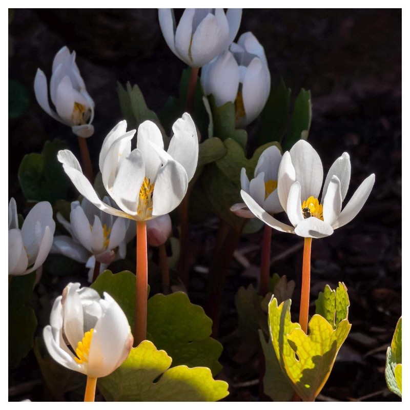 Everwilde Farms - 10 Bloodroot Native Wildflower Seeds - Gold