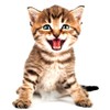 EROSPA® 3D Cat Wall Sticker Window Wall Sticker Home Decoration