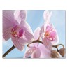 Small World Greetings Orchid Flower Note Cards 12 Count -