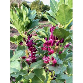 Plant Good Seed Organic Crimson Flowered Fava Bean Seeds - Pack of 7, Heirloom Seeds for Planting Beans, Vegetables - Gardening Supplies, Flower Seeds to Plant Outside - Non-GMO, from USA