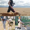 Poo Bag Holder, 1 Pcs Waterproof And Portable Dog Poop