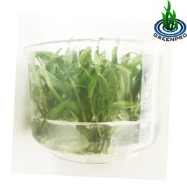 Greenpro (Crytocoryne Wendtii Green Gecko) Live Aquarium Plants in Tissue Culture Cup Anubias, Cryptocoryne, Bucephalandra, Piptospatha Ridleyi and More 100% Pest Snail and Algae Free
