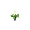 Ajuga Reptans Bronze Beauty | 3 Live Plants | Carpet