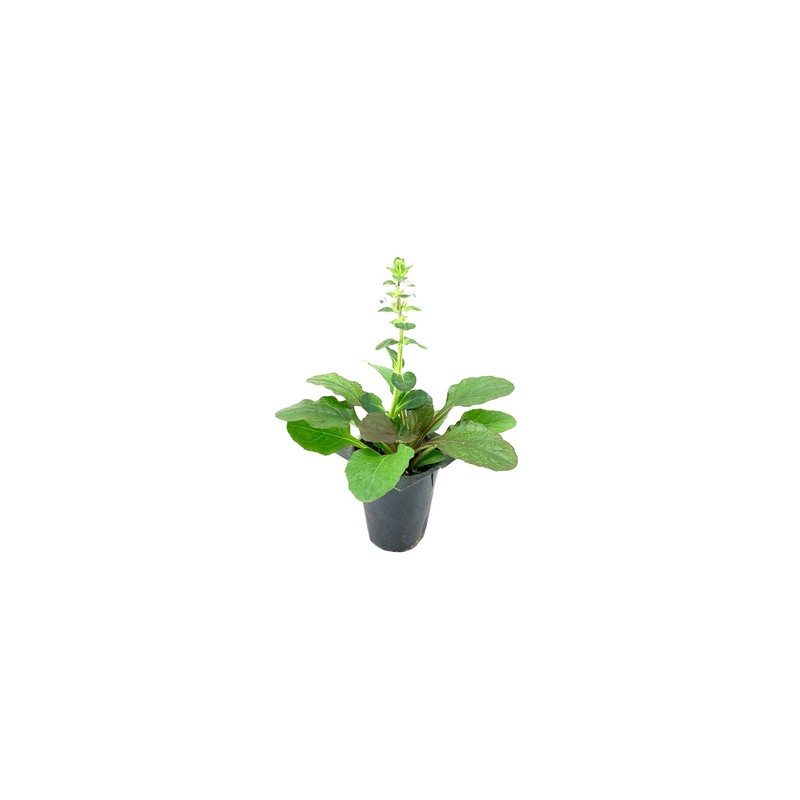 Ajuga Reptans Bronze Beauty | 3 Live Plants | Carpet