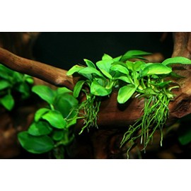 Potted Anubias Nana Aquarium Plant
