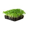 Kale Garden Seeds - Vates Blue Scotch Curled - 1