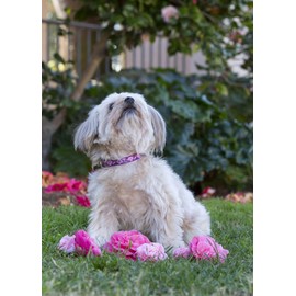 LupinePet 1/2 Inch Rose Garden Adjustable Dog Collar for Small Dogs