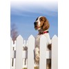 Petsafe KeepSafe Break-Away Collar, Prevent Accidents for your Dog or