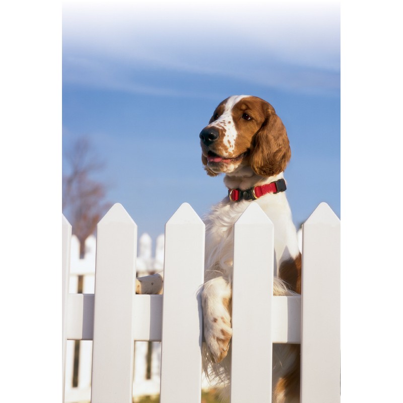 Petsafe KeepSafe Break-Away Collar, Prevent Accidents for your Dog or
