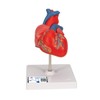 3B Scientific Human Anatomy - Classic Heart Model, 2 Pieces
