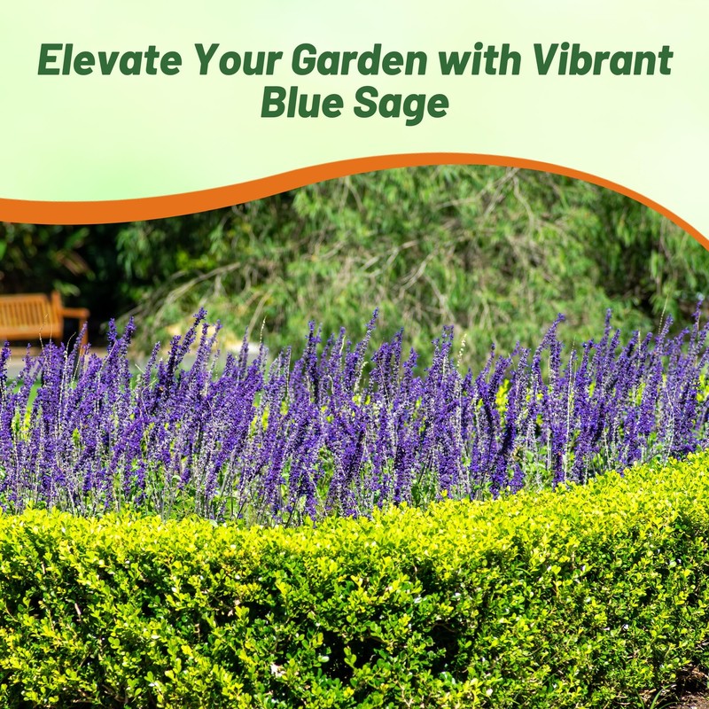 Outsidepride Blue Sage Salvia Farinacea Wild Flower Plant Seeds -