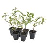 6 Xylosma Congestum, Live Plants – Shiny Xylosma in 2.5”