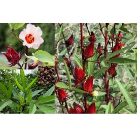 30PCS Hibiscus Seeds Hibiscus Sabdariffa-Jamaica Red Sorrell Roselle-Heirloom Seeds
