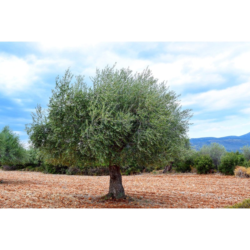 Infused Kouzini Greek Extra Virgin Olive Oil (250ML Bottle)