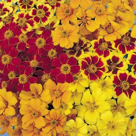 Outsidepride Tagetes Patula Disco French Marigold Flower Seed Mix - 200 Seeds