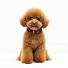 OOPSDOGGY Rolled Leather Dog Collar Reflective Roll Colars for Small