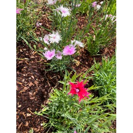 Dianthus Spooky Mix Flower Seeds USA PRODUCED/SOLD