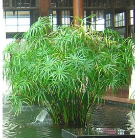 3+ Water Plant Bamboo Fan (Cyperus) Umbrella Palm. Nutgrass