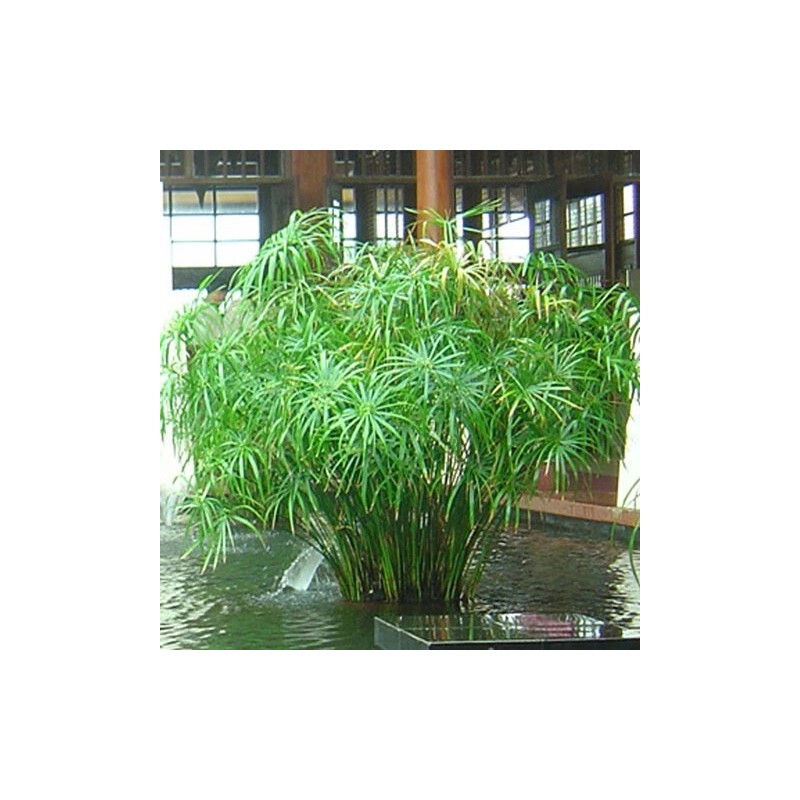 3+ Water Plant Bamboo Fan (Cyperus) Umbrella Palm. Nutgrass