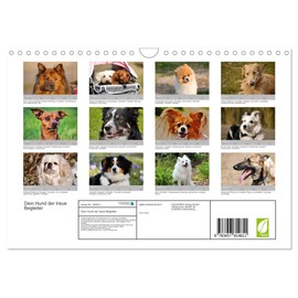 Dein Hund der treue Begleiter (Wandkalender 2026 DIN A4 quer), CALVENDO Monatskalender