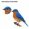 Bluebird Cardboard Cutout – 3FT Realistic Bluebird Standee for Parties,